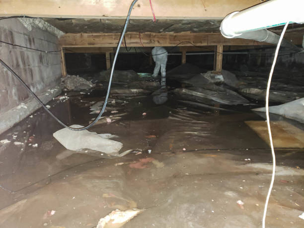 Best Sewage Cleanup and Restoration in USA